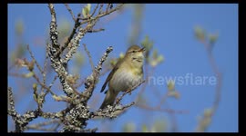 Willow Warbler singing clips