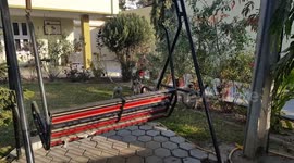 Wildlife gardening in India. Hanuman langurs prune bushes as infants play on lawn in front garden on busy road in Patan, Gujarat