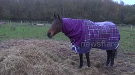 Horses were covered in the rain coats due to cold weather in Higher Park Farm, Woking, UK