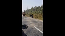 An elephant on the road