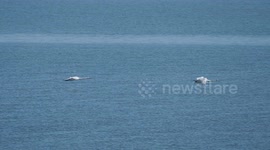 Swans maintain social distance in flight over sea, Sheerness, UK