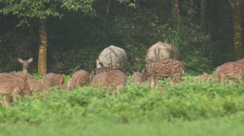 Herd of deer, pair of rhino spotted grazing together inside animal reserve in Nepal