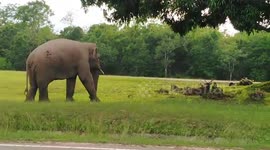 Elephant startled when it finds a wild deer relaxing under a tree