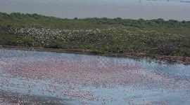 Thousands of flamingos gather on Navi Mumbai lake as lockdown clears the waters