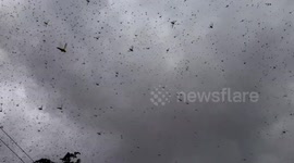 'The locust invasion': Rural Kenya subject to horde of pests