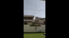 Swarm of locusts descends on Indian city of Jaipur