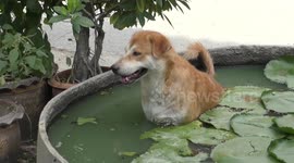 Dog cools off in fish pond as temperature reaches 34C in Thailand