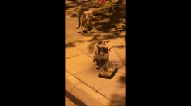 This cat doesn’t allow other cats to eat