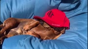 temp