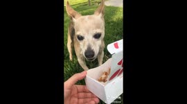 Brave dog that lost battle with terminal cancer pampered in his final days