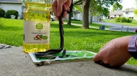 After getting stuck on glue trap, wild snake released with the help of vegetable oil