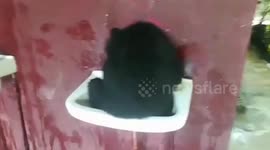 Baby bear cools off in wash basins by turning on the taps