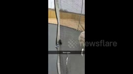 Dogs first time on trampoline