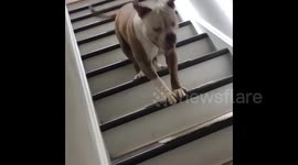 'Hop hop down the stairs' Groot the dog in New Jersey has hilarious way to get downstairs