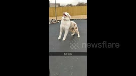 'Oh boy oh boy!' 2 excited dogs in Kansas  jump in trampoline for the first time
