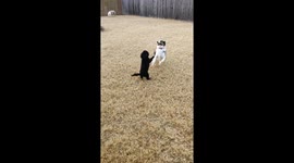 Dog meets tiny dog