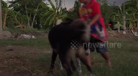 A small boy on a farm interacts with two playful dogs.