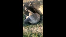 A pony whose head got stuck inside a hole was rescued by a team of CRPF officials at the Baramullah of Kashmir, India.