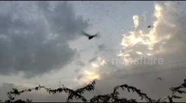 North India suffers massive locust attack that devastates 2500 hectares of farmland