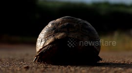 A turtle watches the camera