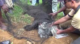 Black panther caught in snare at vegetable farm until rescue by forest officials in Sri Lanka