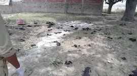 Discovery of 300 dead bats triggers coronavirus panic in northern India