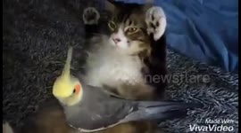 Cat vs Cockatiel