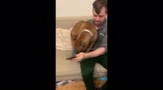 temp