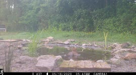 Keen photographer catches an owl on camera taking a dip in the pond in her back garden