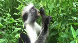 OUCH! Ants and primates: Red Colobus monkeys and boys deal with safari ants in similar ways in Josani Forest, Zanzibar, Tanzania.