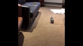 Axel is an owlet learning to fly, his first attempt at flying has a hillarious outcome