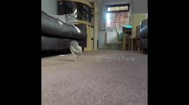 Tiny owlet, jumps for joy, as he is learning to fly