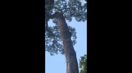 The man risked his life climbing high trees to collect wild orchids