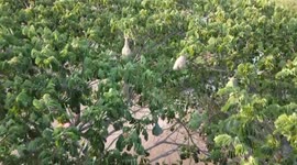 Dozens of weaver birds nest in the same tree in northern Thailand