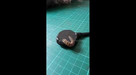 SOUND ON: Contact microphone picks up and amplifies movements of tiny caterpillar