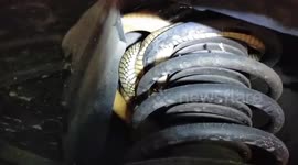 Thai rescuers removes baby king from car wheel