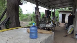 Thousands of caterpillars invade woman's home forcing her to leave