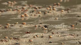 Thousands of fiddler crabs appear on beach deserted during coronavirus pandemic