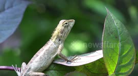 A lizard on a leaf in the jungle, looking for his dinner.