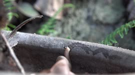 A love struck romeo snail. draws a shape of a heart on a log in the forest, using fluid from his body.