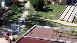 Cat escapes death chased by a German Shepherd dog