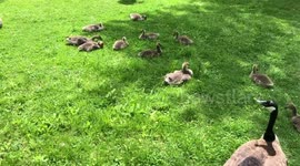 Baby Geese
