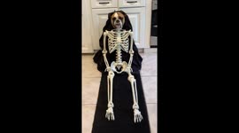 How your dog feels when you let them know that you’re cutting back on the treats so they can lose weight.