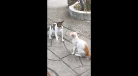 More attempt less fighting