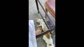 I am busy studying so is the cat