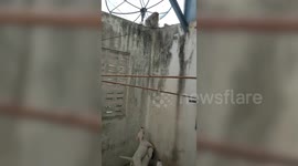 Puppies try to catch monkey sitting calmly on top of garden wall