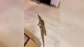 Pet crocodile roams through home in Taiwan