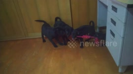 Playful puppies enjoy game of tug-of-war