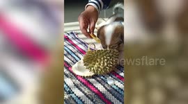 Puppy eats durian fruit in Thailand