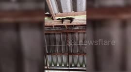 Kitten seen napping on home's wooden roof beams